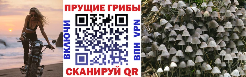 Псилоцибиновые грибы GOLDEN TEACHER  Нефтекамск 